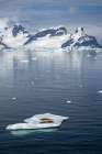 Antarctica. Crabeater seals napping on iceberg. Art Print